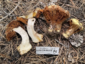  ( - FDS-CA-05314)  @11 [ ] by-nc (2024) Damon Tighe Fungal Diversity Survey