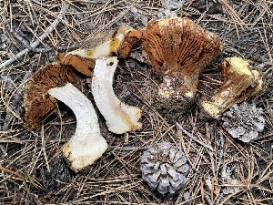  (Calonarius saxamontanus - FDS-CA-05314)  @11 [ ] by-nc (2024) Damon Tighe Fungal Diversity Survey