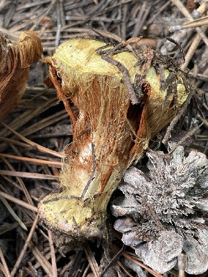  ( - FDS-CA-05314)  @11 [ ] by-nc (2024) Damon Tighe Fungal Diversity Survey