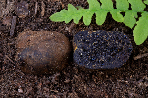  ( - FDS-CA-00278)  @11 [ ] by-nc (2024) Dean Lyons Fungal Diversity Survey