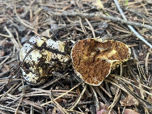  ( - FDS-CA-00286)  @11 [ ] by-nc (2024) Dean Lyons Fungal Diversity Survey