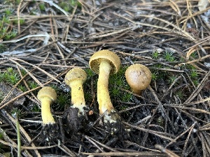  ( - FDS-CA-00287)  @11 [ ] by-nc (2024) Dean Lyons Fungal Diversity Survey
