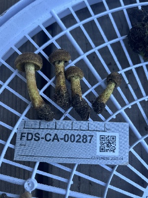  ( - FDS-CA-00287)  @11 [ ] by-nc (2024) Dean Lyons Fungal Diversity Survey