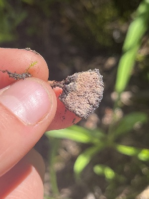  (Thelephora terrestris - FDS-CA-00284)  @11 [ ] by-nc (2024) Dean Lyons Fungal Diversity Survey