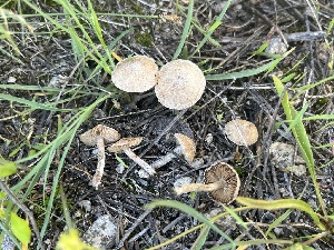  ( - FDS-CA-00283)  @11 [ ] by-nc (2024) Dean Lyons Fungal Diversity Survey