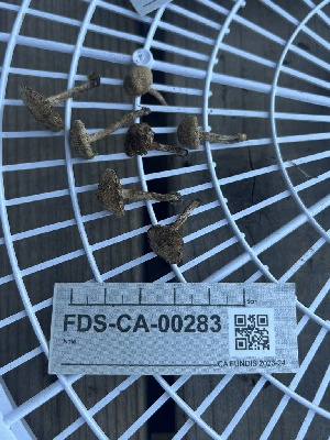  ( - FDS-CA-00283)  @11 [ ] by-nc (2024) Dean Lyons Fungal Diversity Survey