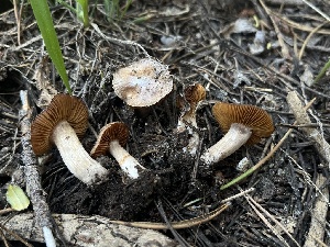  ( - FDS-CA-00285)  @11 [ ] by-nc (2024) Dean Lyons Fungal Diversity Survey
