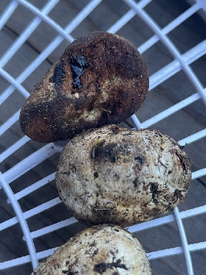  ( - FDS-CA-00286)  @11 [ ] by-nc (2024) Dean Lyons Fungal Diversity Survey