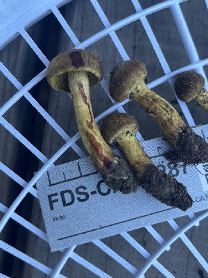  ( - FDS-CA-00287)  @11 [ ] by-nc (2024) Dean Lyons Fungal Diversity Survey