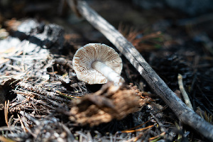  ( - FDS-CA-05414)  @11 [ ] by-nc (2024) Unspecified Fungal Diversity Survey
