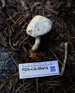  ( - FDS-CA-05414)  @11 [ ] by-nc (2024) Unspecified Fungal Diversity Survey