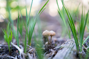  ( - FDS-CA-05415)  @11 [ ] by-nc (2024) Unspecified Fungal Diversity Survey