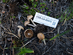  ( - FDS-CA-05415)  @11 [ ] by-nc (2024) Unspecified Fungal Diversity Survey