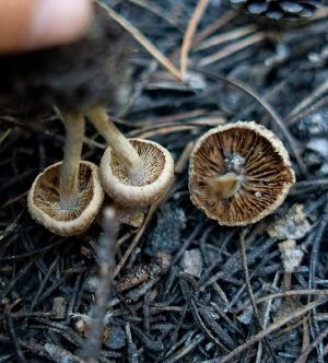  ( - FDS-CA-05415)  @11 [ ] by-nc (2024) Unspecified Fungal Diversity Survey