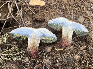  (Caloboletus rubripes - FDS-CA-00282)  @11 [ ] by-nc (2024) Dean Lyons Fungal Diversity Survey