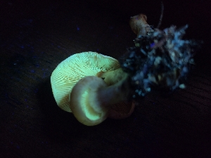  ( - FDS-CA-04267)  @11 [ ] by-nc (2024) Fresno Mycology Society Fungal Diversity Survey