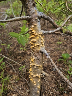  ( - FDS-CA-05155)  @11 [ ] by (2024) Mandy Hackney Fungal Diversity Survey