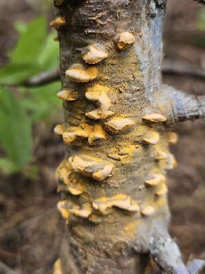  ( - FDS-CA-05155)  @11 [ ] by (2024) Mandy Hackney Fungal Diversity Survey