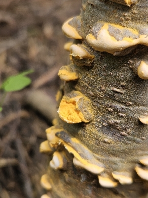  ( - FDS-CA-05155)  @11 [ ] by (2024) Mandy Hackney Fungal Diversity Survey