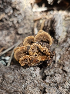  ( - FDS-CA-05164)  @11 [ ] by (2024) Mandy Hackney Fungal Diversity Survey