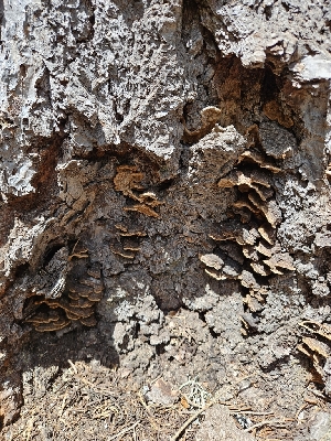  ( - FDS-CA-05164)  @11 [ ] by (2024) Mandy Hackney Fungal Diversity Survey