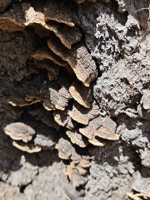  ( - FDS-CA-05164)  @11 [ ] by (2024) Mandy Hackney Fungal Diversity Survey