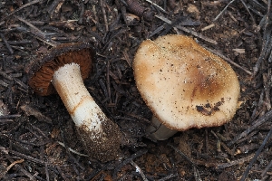  ( - FDS-CA-00801)  @11 [ ] by-nc (2024) Warren Cardimona Fungal Diversity Survey