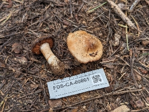  ( - FDS-CA-00801)  @11 [ ] by-nc (2024) Warren Cardimona Fungal Diversity Survey