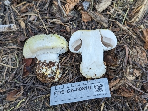  ( - FDS-CA-00810)  @11 [ ] by-nc (2024) Warren Cardimona Fungal Diversity Survey