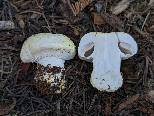  ( - FDS-CA-00810)  @11 [ ] by-nc (2024) Warren Cardimona Fungal Diversity Survey