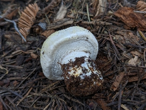  ( - FDS-CA-00810)  @11 [ ] by-nc (2024) Warren Cardimona Fungal Diversity Survey