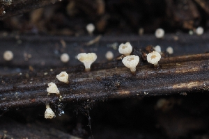  ( - FDS-CA-00808)  @11 [ ] by-nc (2024) Warren Cardimona Fungal Diversity Survey