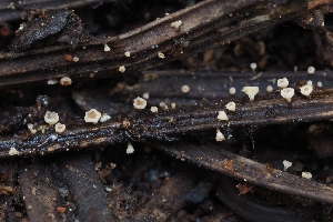 ( - FDS-CA-00808)  @11 [ ] by-nc (2024) Warren Cardimona Fungal Diversity Survey