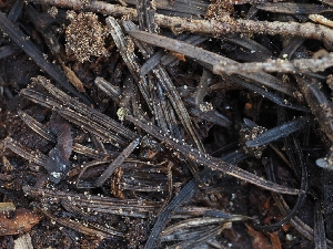  ( - FDS-CA-00808)  @11 [ ] by-nc (2024) Warren Cardimona Fungal Diversity Survey