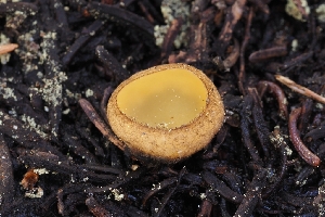  ( - FDS-CA-00813)  @11 [ ] by-nc (2024) Warren Cardimona Fungal Diversity Survey