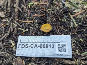  ( - FDS-CA-00813)  @11 [ ] by-nc (2024) Warren Cardimona Fungal Diversity Survey