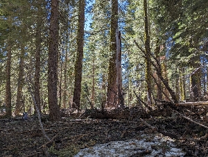  ( - FDS-CA-00813)  @11 [ ] by-nc (2024) Warren Cardimona Fungal Diversity Survey