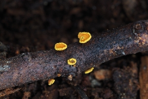 (Chalara - FDS-CA-00819)  @11 [ ] by-nc (2024) Warren Cardimona Fungal Diversity Survey