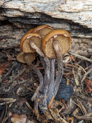  ( - FDS-CA-00685)  @11 [ ] by-nc (2024) Warren Cardimona Fungal Diversity Survey