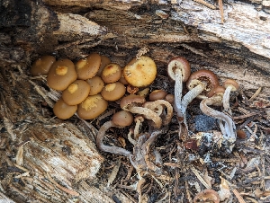  ( - FDS-CA-00685)  @11 [ ] by-nc (2024) Warren Cardimona Fungal Diversity Survey
