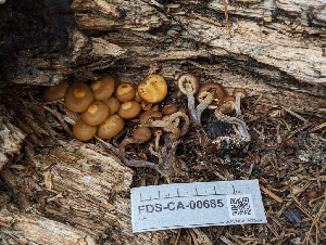  ( - FDS-CA-00685)  @11 [ ] by-nc (2024) Warren Cardimona Fungal Diversity Survey