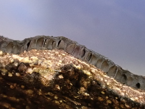  ( - FDS-CA-02407)  @11 [ ] by-nc (2024) Jaren Hockert Fungal Diversity Survey