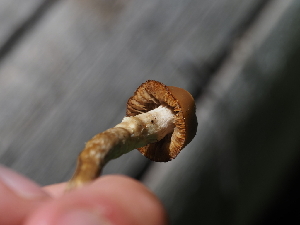  ( - FDS-CA-05892)  @11 [ ] by-nc (2024) Fresno Mycology Society Fungal Diversity Survey