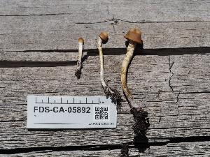  (Psilocybe aztecorum - FDS-CA-05892)  @11 [ ] by-nc (2024) Fresno Mycology Society Fungal Diversity Survey