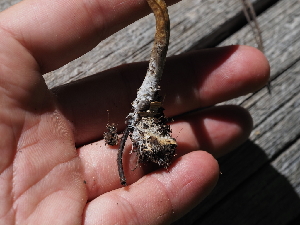  ( - FDS-CA-05892)  @11 [ ] by-nc (2024) Fresno Mycology Society Fungal Diversity Survey