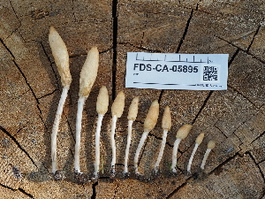  (Psilocybe sp. CA04 - FDS-CA-05895)  @11 [ ] by-nc (2024) Fresno Mycology Society Fungal Diversity Survey