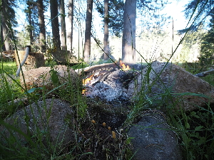  ( - FDS-CA-05895)  @11 [ ] by-nc (2024) Fresno Mycology Society Fungal Diversity Survey