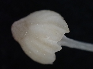  ( - FDS-CA-02409)  @11 [ ] by-nc (2024) Jaren Hockert Fungal Diversity Survey