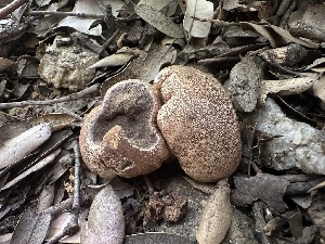  ( - FDS-CA-04901)  @11 [ ] c (2024) Rudy Diaz Fungal Diversity Survey