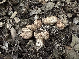  ( - FDS-CA-04901)  @11 [ ] c (2024) Rudy Diaz Fungal Diversity Survey